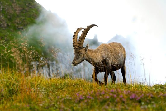 "Capricorn Chronicles: Blooming Ambitions and Earthly Charm"