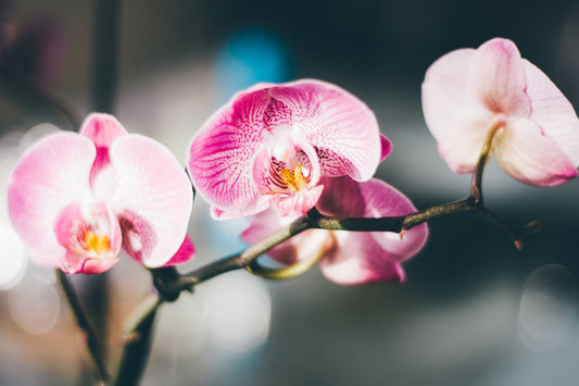 "Celestial Revelry: Unveiling the 'Amethyst Orchid' and the Peaceful Aquarius soul"