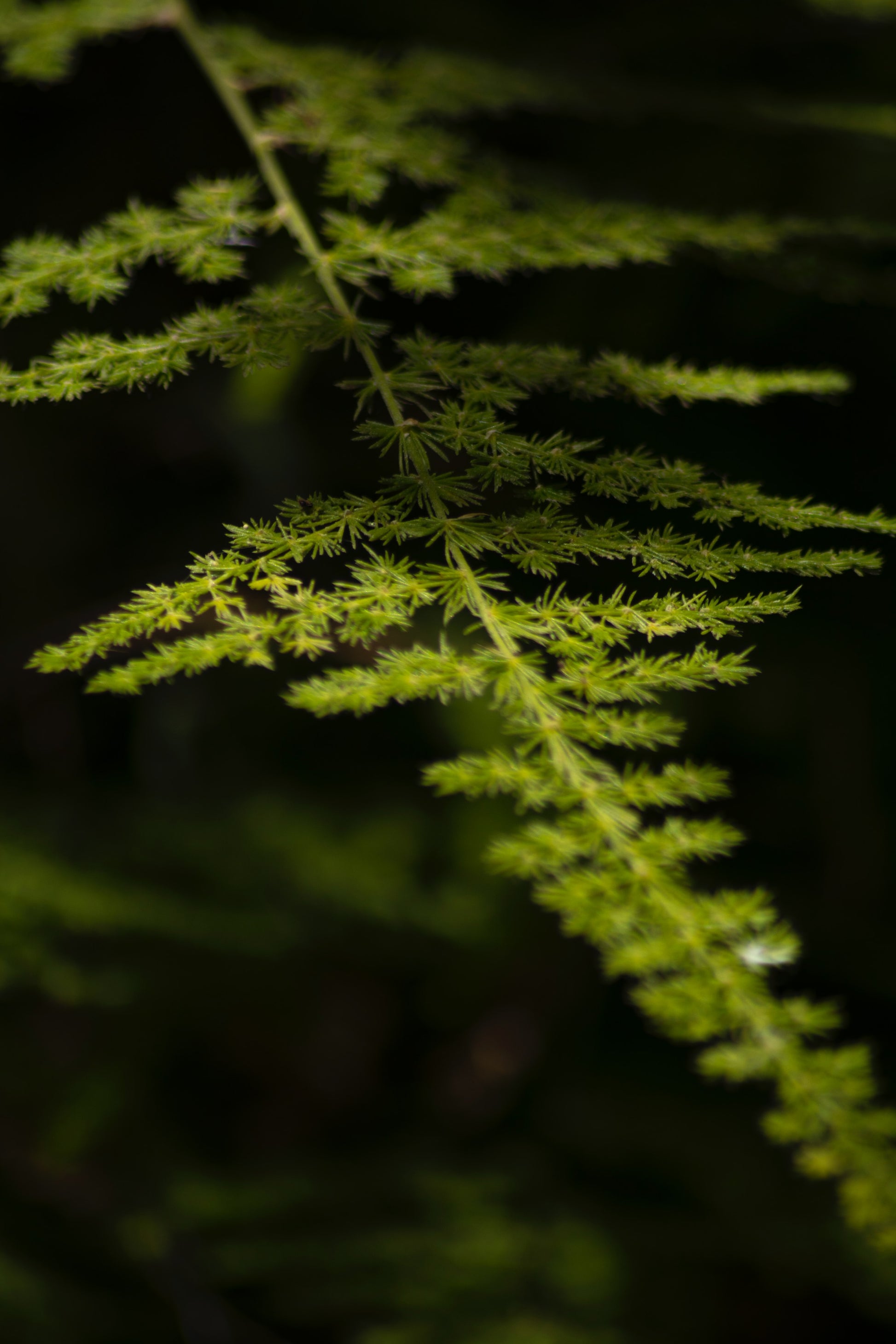 "Guidance" tree fern