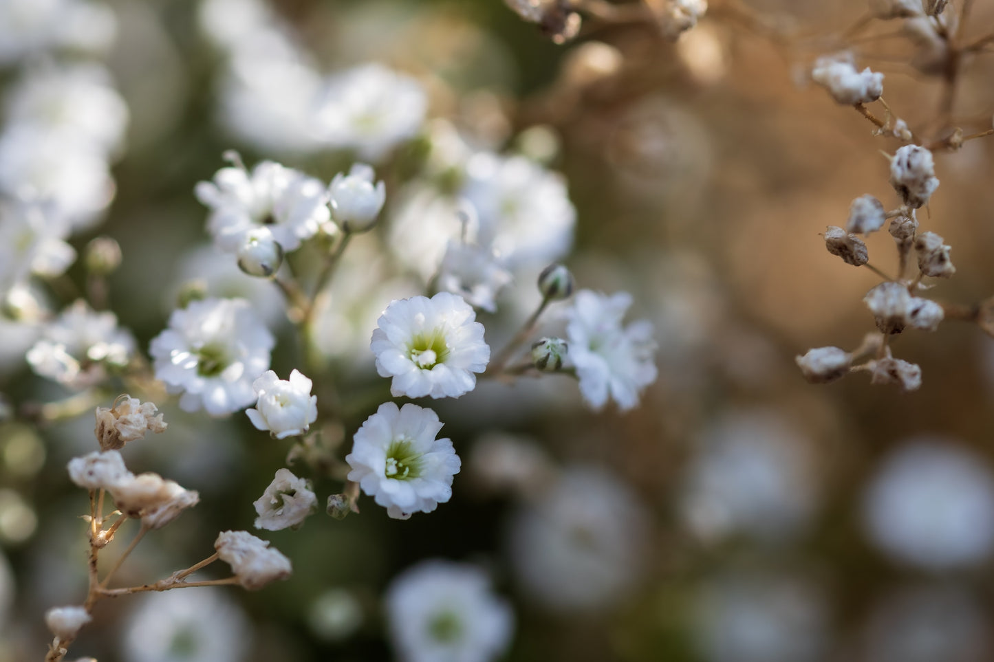 "Summer's Farewell" babys breath