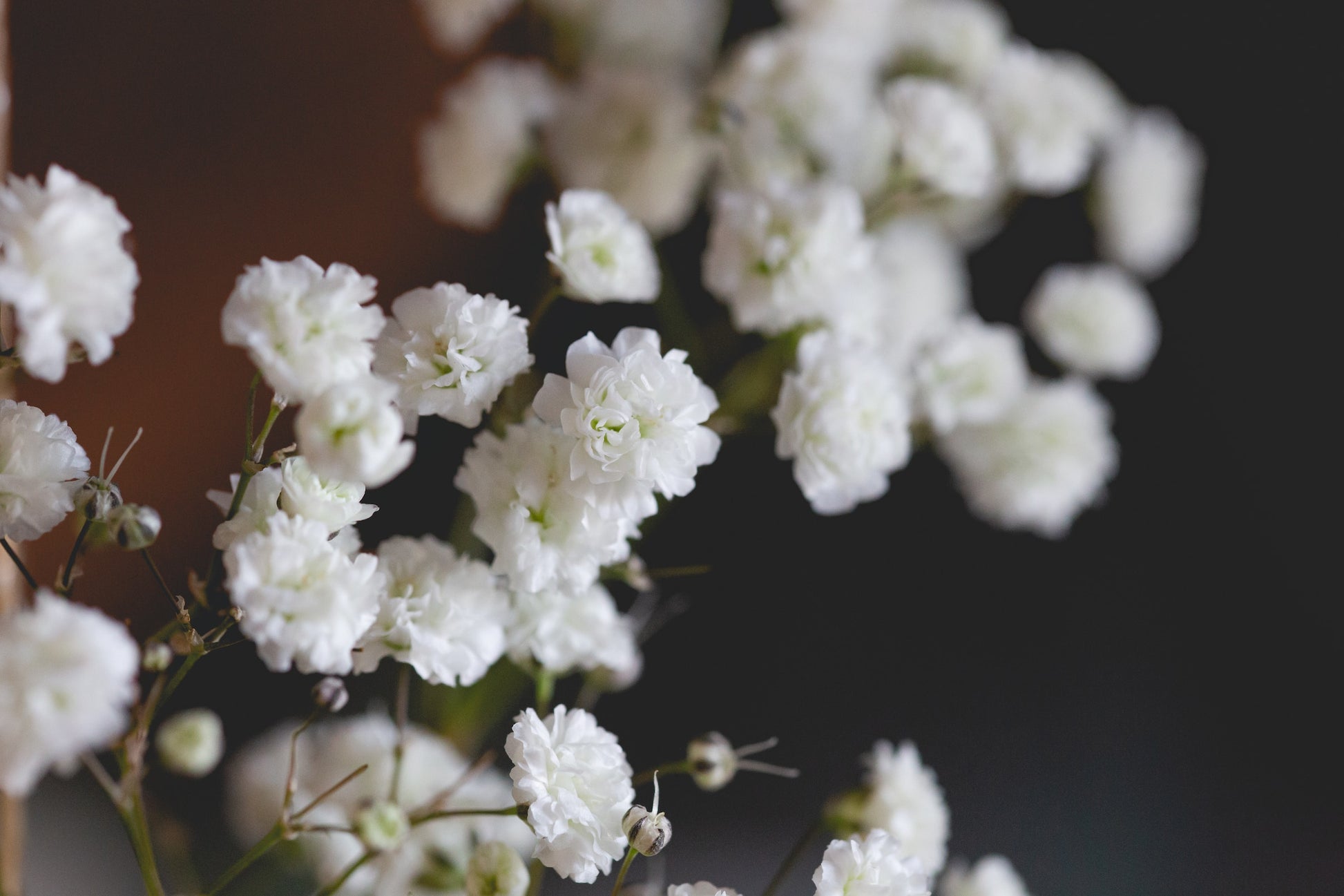 "Guidance" babys breath