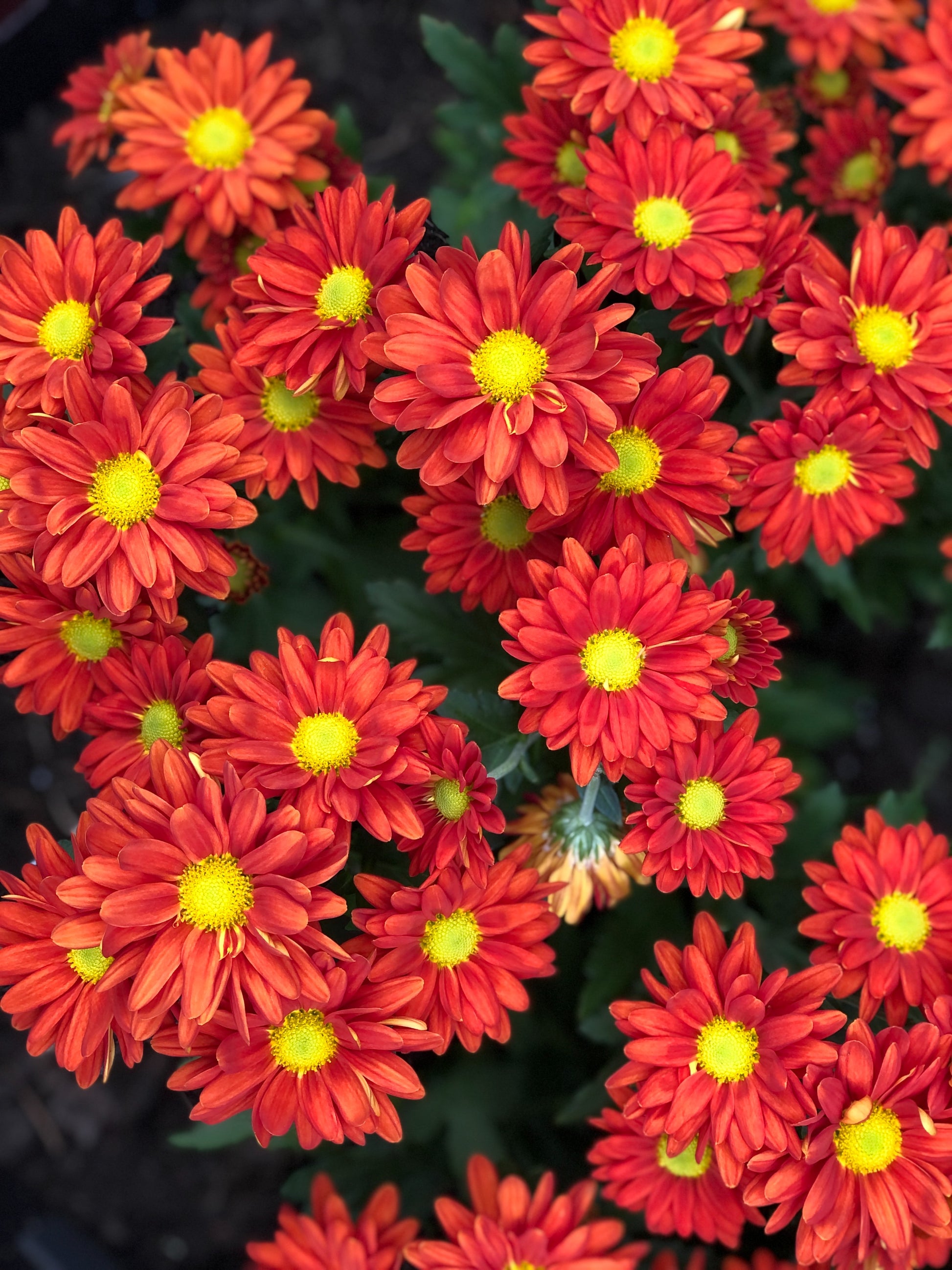 "Greaux-th" orange gerbera daisy