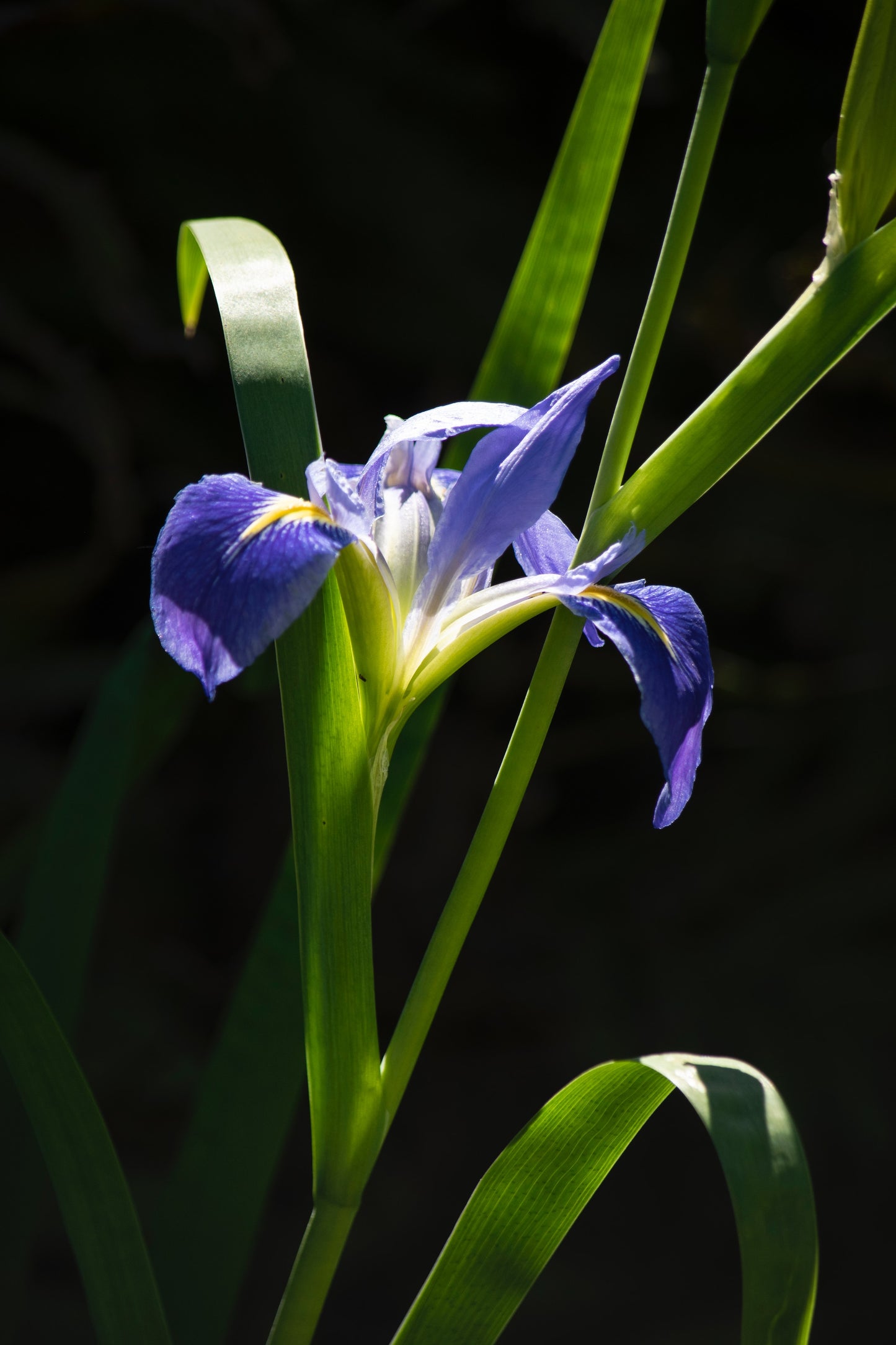 "Greaux-th" blue iris