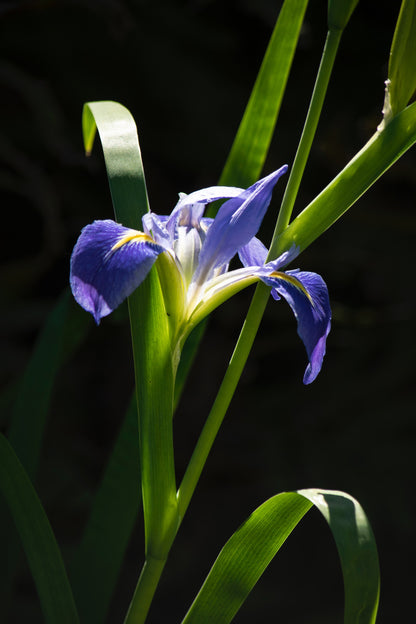 "Summer's Farewell" blue iris