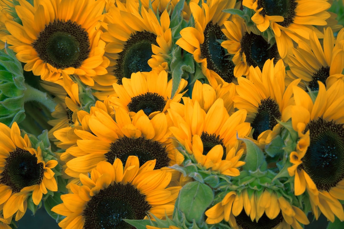 "Greaux-th" sunflower