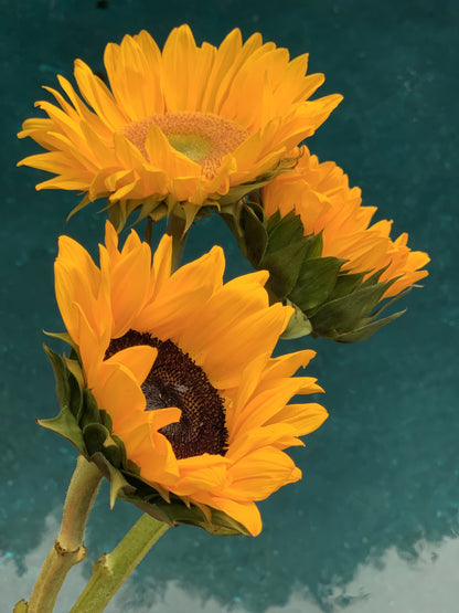 "Guidance" sunflower