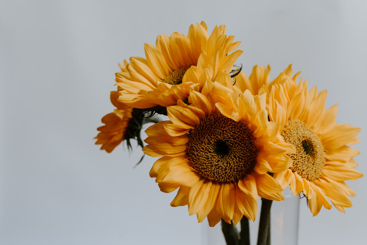 "Summer's Farewell" sunflower