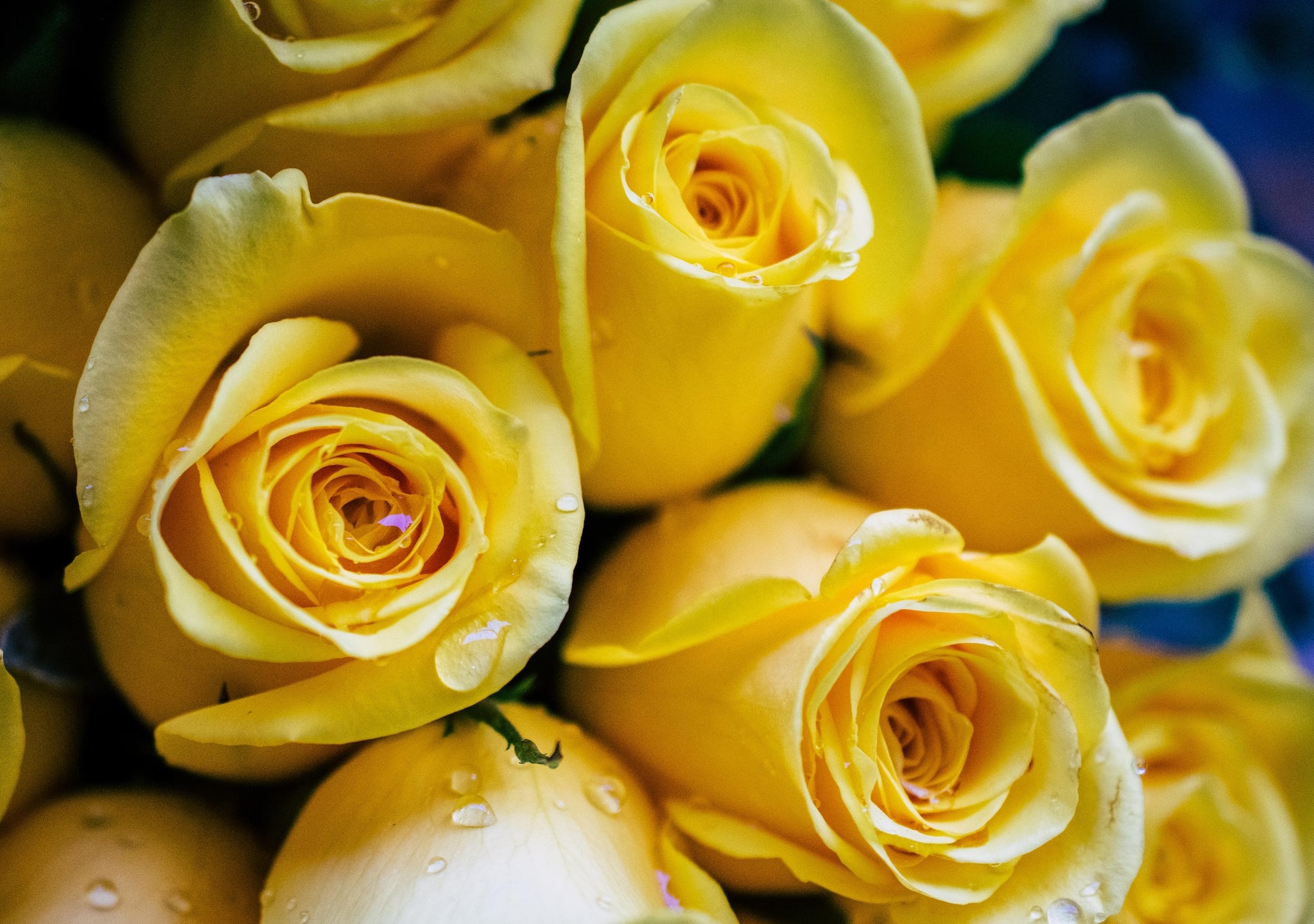"Summer's Farewell" yellow rose
